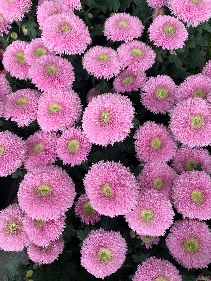 可爱的代名词是什么意思,可爱的代名词歌曲