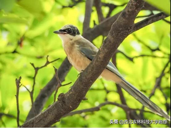 一所大学就是一座城！让你爱上西北农林科技大学的5大理由