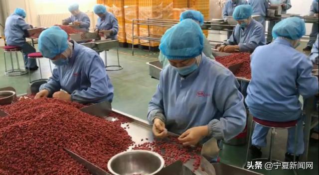 枸杞特色创意作品,枸杞的创新创意