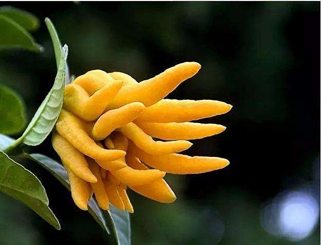 佛手树桩盆景制作教程,佛手盆栽制作方法