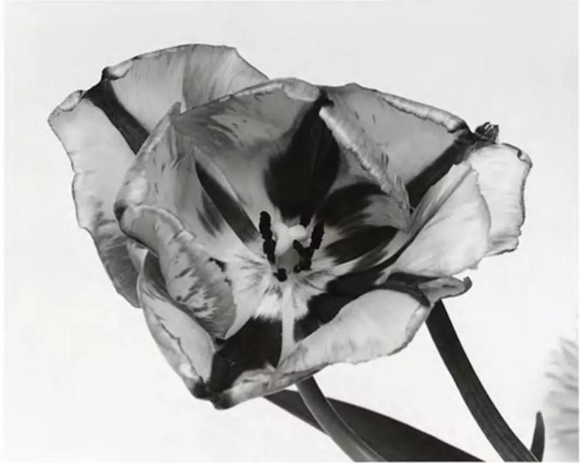 文艺有好展:收藏拍卖级的摄影作品,长什么样?|张小玉