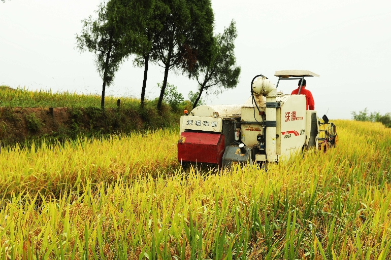 「丰收节」人欢鱼跃庆丰年