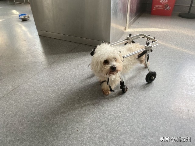 戴LV项圈、吃进口零食、住定制宾馆，网友：活得不如狗