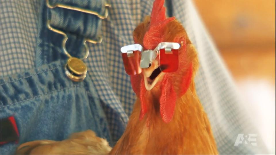 鸡戴眼镜有什么副作用,鸡到底该不该戴眼镜