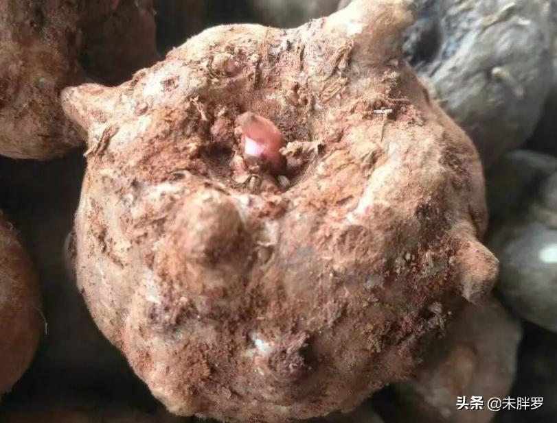 香辣魔芋干的制作方法,红油魔芋干怎么做好吃