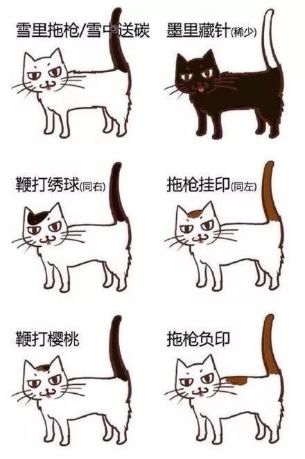 中华田园猫的品种介绍和图片大全,中华田园猫八大品种