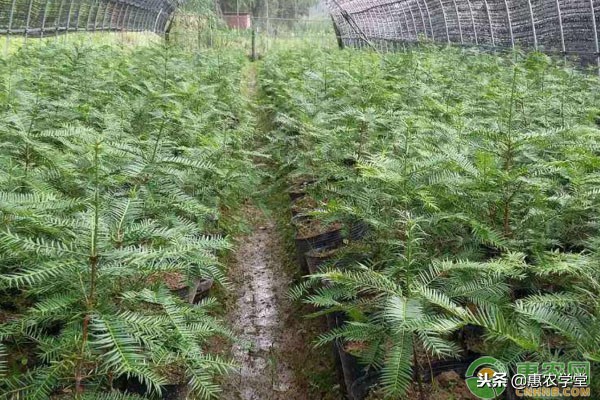 种植香榧的前景如何呀,种植香榧可以享受国家补贴吗