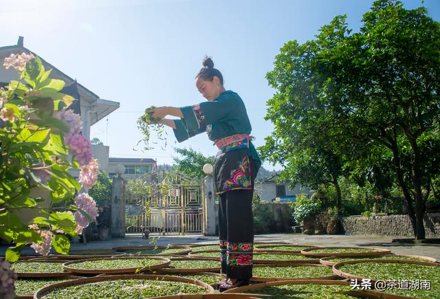 湘西黄金茶叶,湘西的黄金茶中国排名