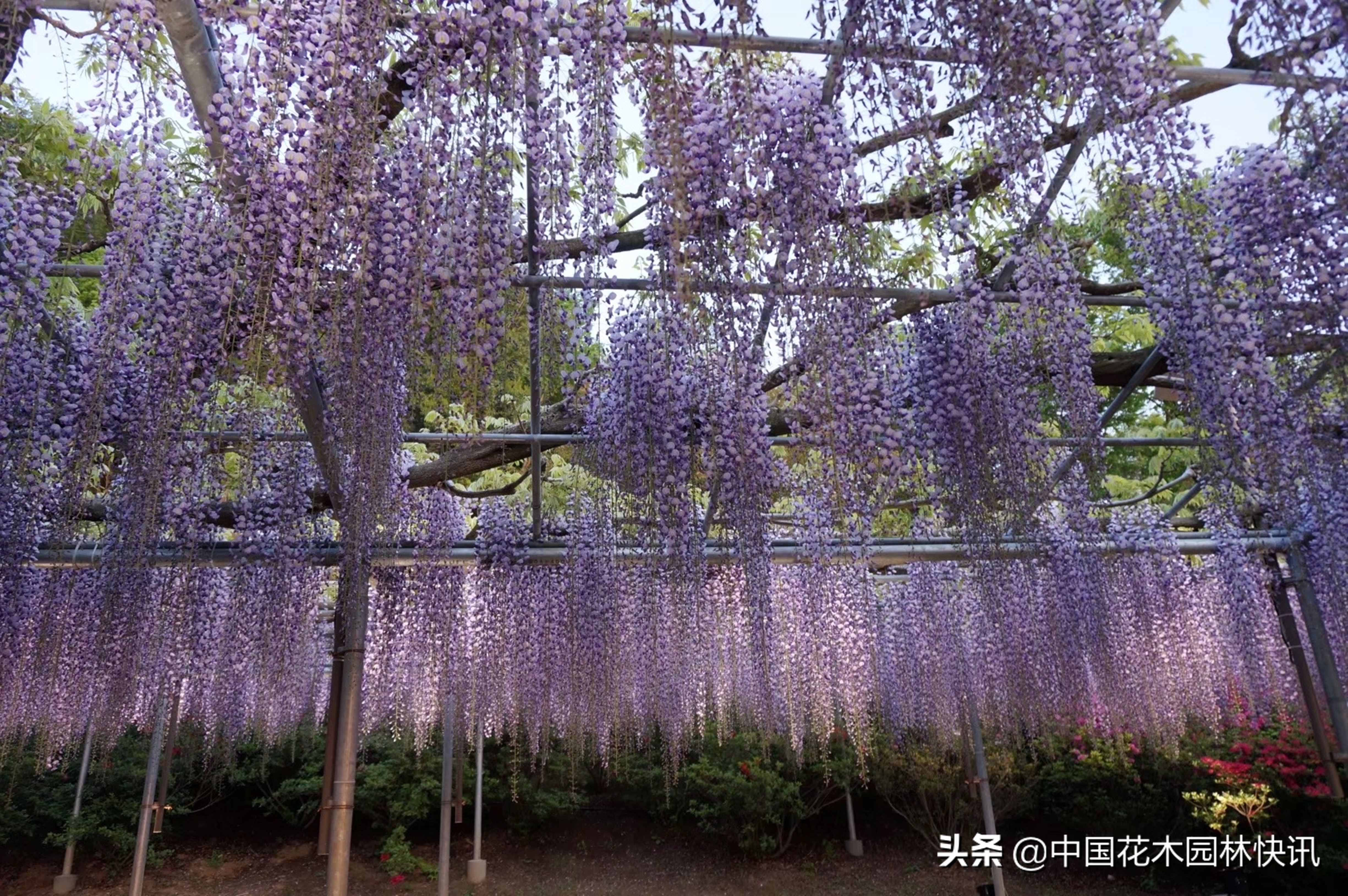日本最美紫藤园,日本紫藤花美景