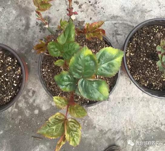 叶子有很多黄色圆圈是什么病,叶子起黄色斑点是缺什么