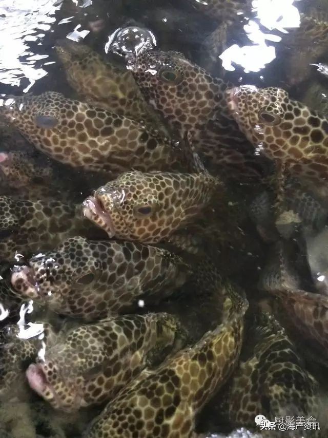 这些外形奇葩而味道超级赞的海鲜,广东十大硬核海鲜品种