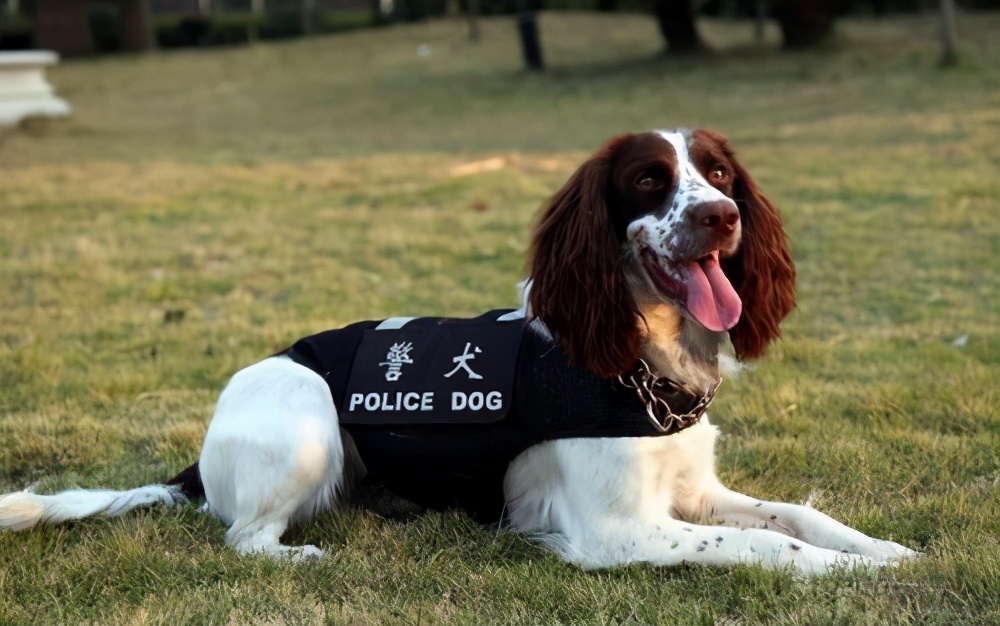 对外人警惕性最高的狗狗,最危险的七种狗狗遇到一定要躲开