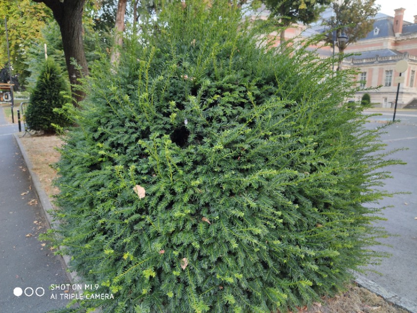 欧洲红豆杉历史,现在的红豆杉树什么样子