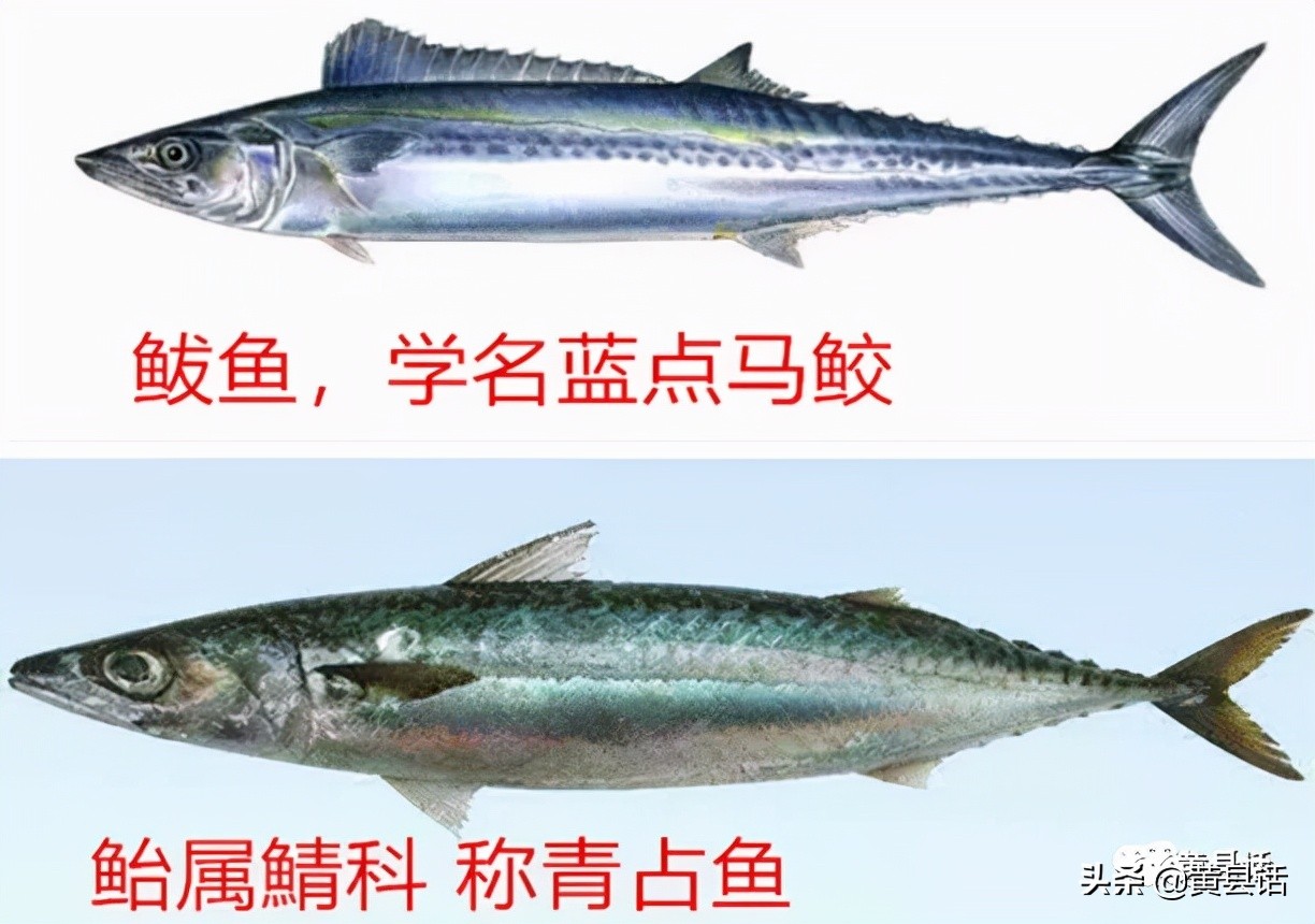 青鱼和鲅鱼的区别在哪儿,青鱼与鲅鱼的区别