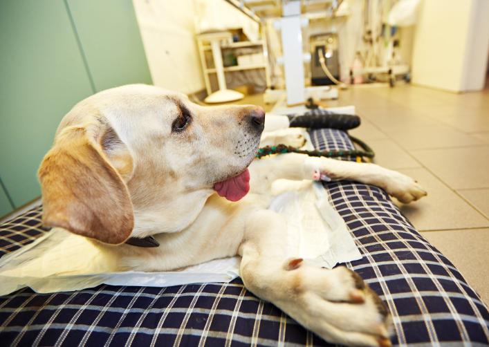 犬脑炎是什么原因引起,狗骨髓炎怎么治疗