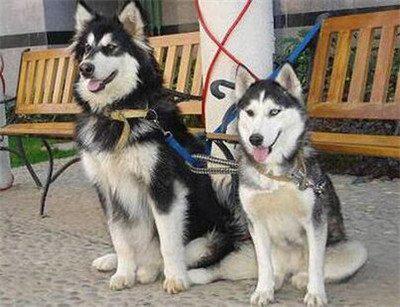 阿拉斯加犬与哈士奇哪个更有价值,阿拉斯加犬和哈士奇可以同养吗