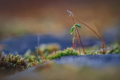 无生产许可证生产种子怎么处理,四种情况无须种子生产经营许可证