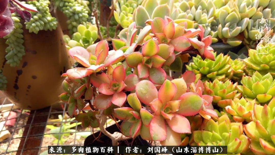 多肉植物大王叫我来巡山,大王叫我来巡山绿植