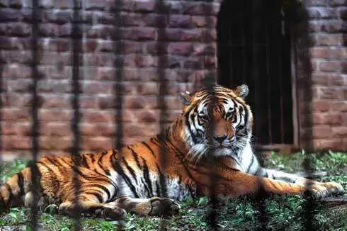 德州动物园野生动物,德州动物园动物们