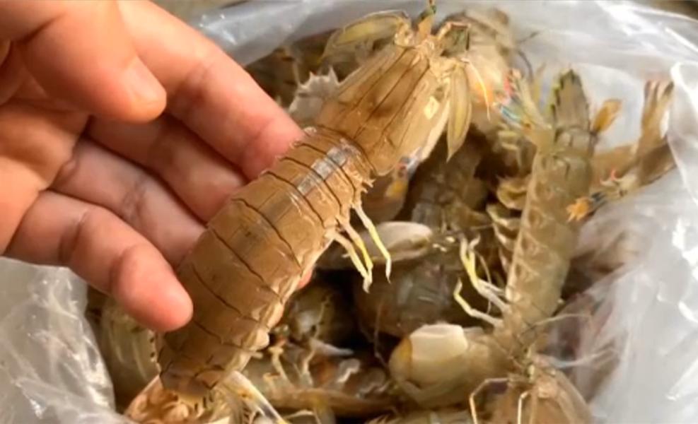 原来皮皮虾剥皮这么简单，一根筷子一撕就行？再也不怕扎手指了