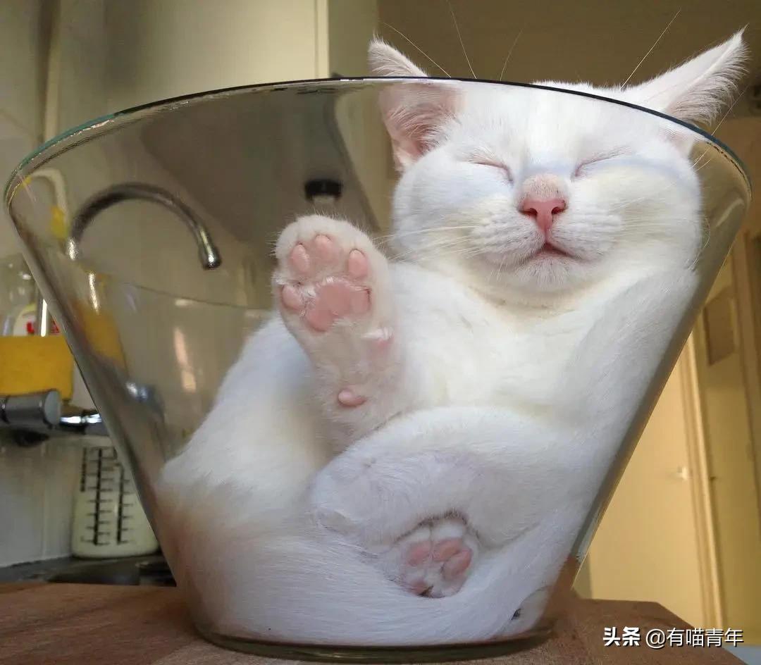 众所周知猫是液体吗,众所周知猫都是液体