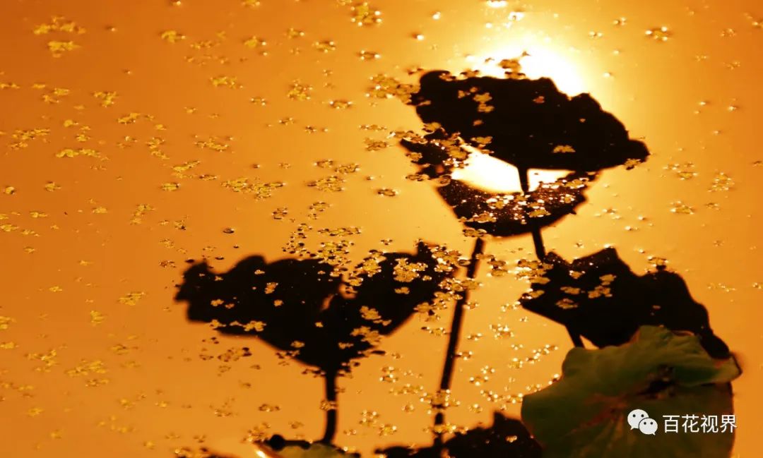 邯郸市女性摄影家,邯郸市女子摄影协会