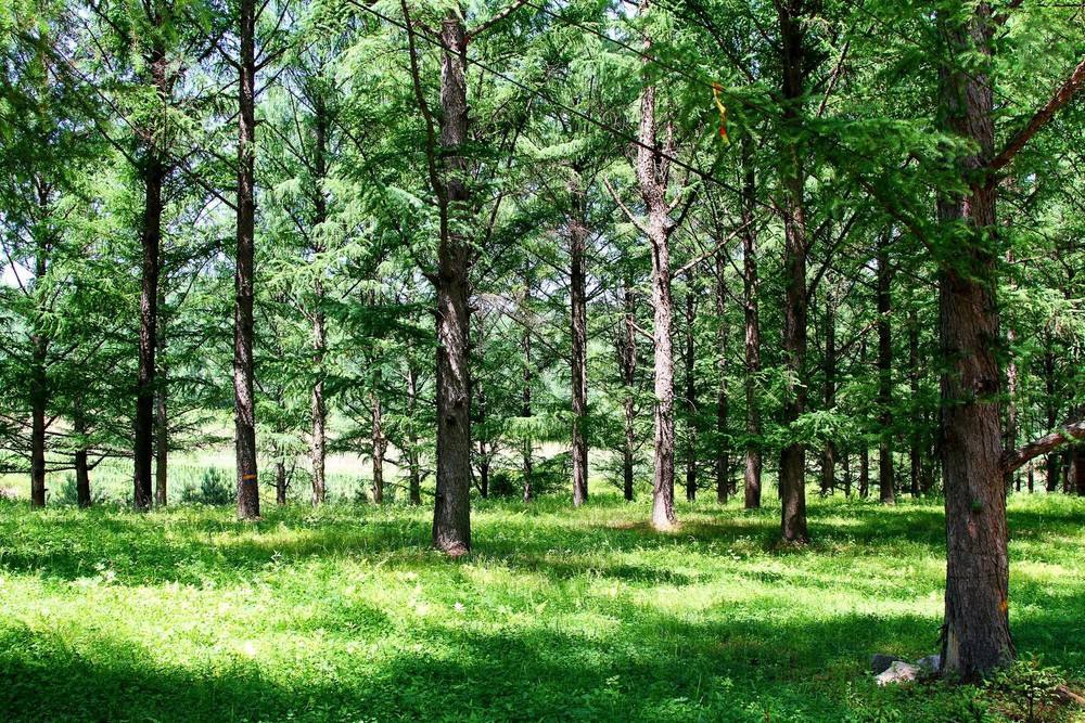 白松与落叶松木材的区别,樟子松木材与落叶松木材的区别