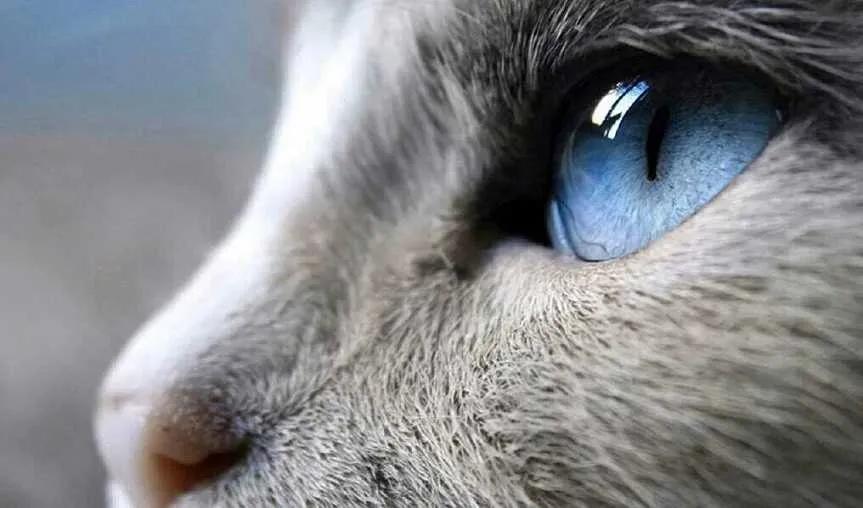 猫咪的眼睛有几种颜色,猫咪的眼睛大多是什么颜色的