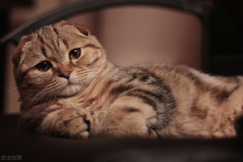 公猫对母猫专一吗,公猫对母猫求爱是什么原因