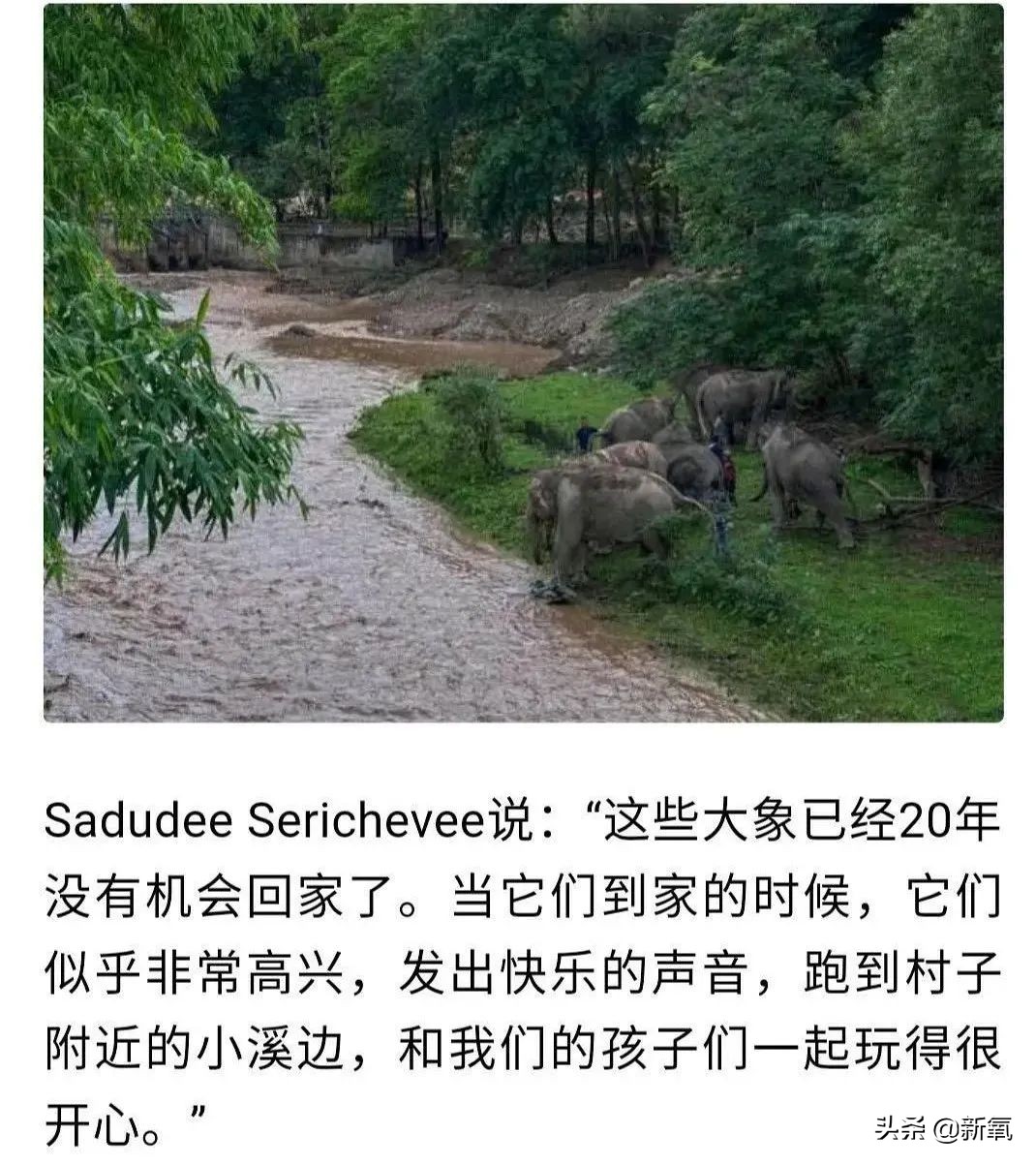 泰国坑中国游客,泰国坑中国游客后续