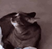 剧烈运动后身体发痒有红点,洗澡后身上后背痒起红点