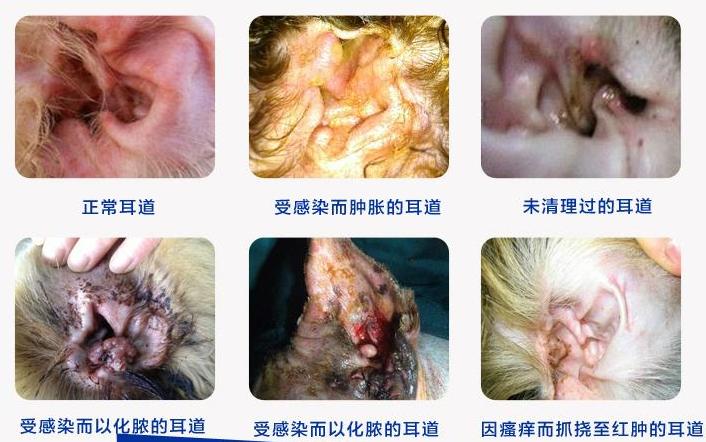 狗狗经常挠皮肤会感染吗,狗狗频繁挠耳朵