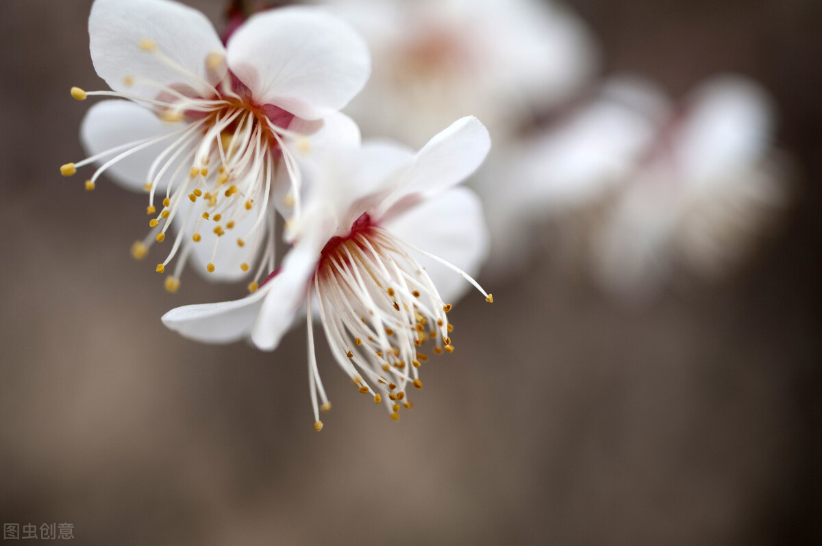 墨梅这首诗写了王冕怎样的品格,墨梅王冕古诗表达了怎样的志趣
