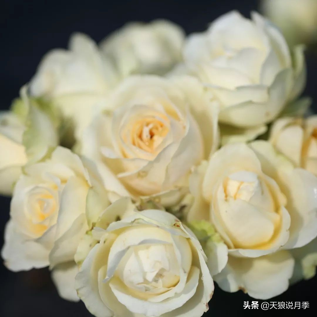 4月最浪漫的一次花开，是171个低价月季小苗带来的巅峰时刻！