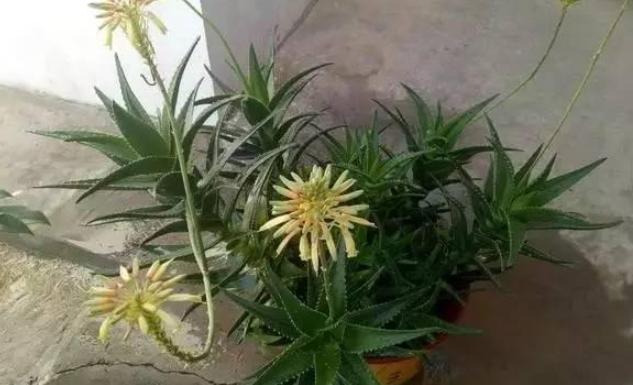 什么盆栽又好看又能净化空气,十大适合室内空气净化盆栽