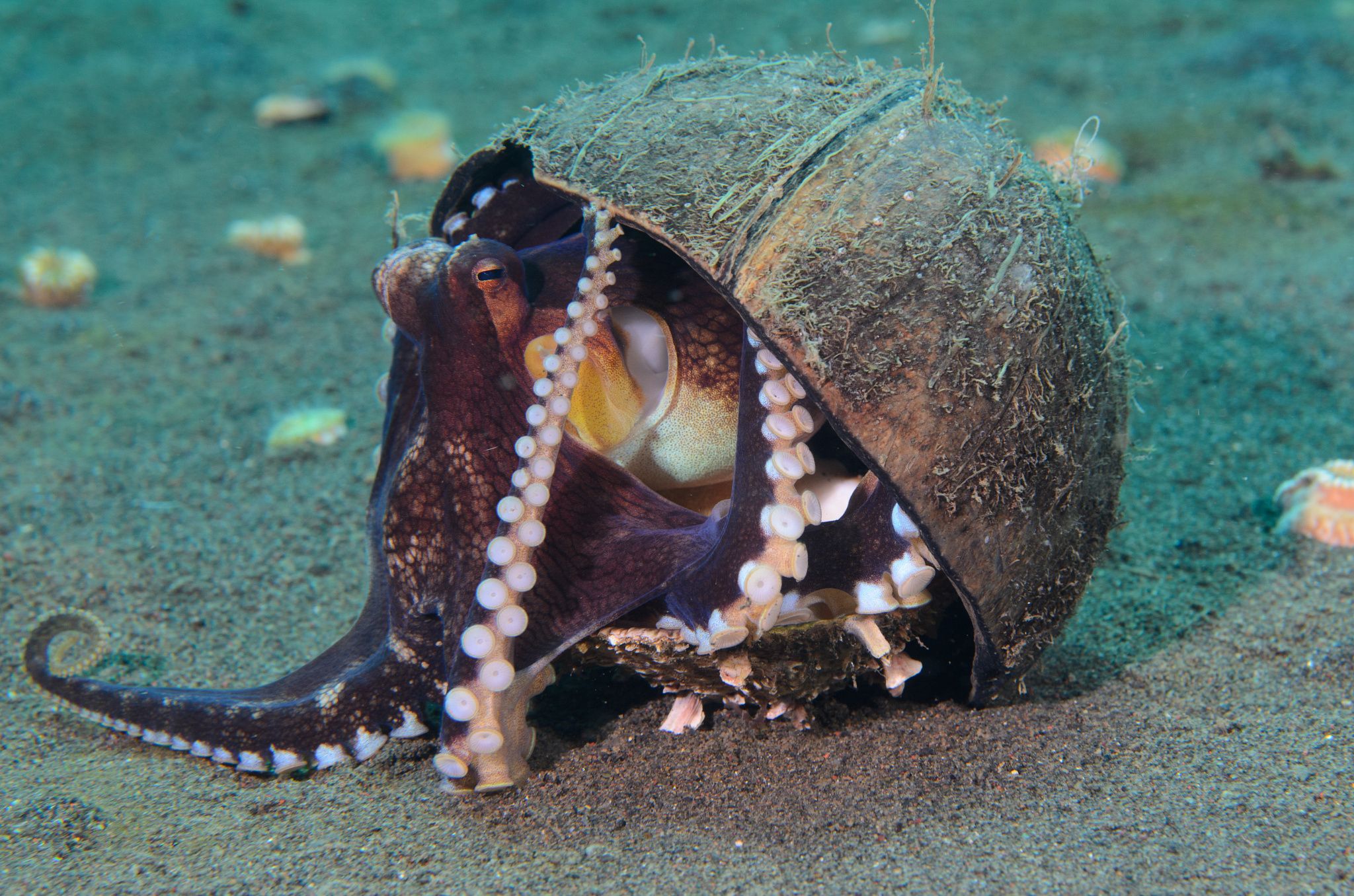 章鱼智商这么高为啥没人类厉害,章鱼有9个大脑还能自己编辑基因