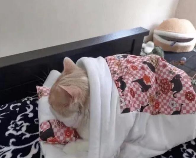 猫咪受凉感冒了怎么给它保暖,天凉了猫咪也怕冷了