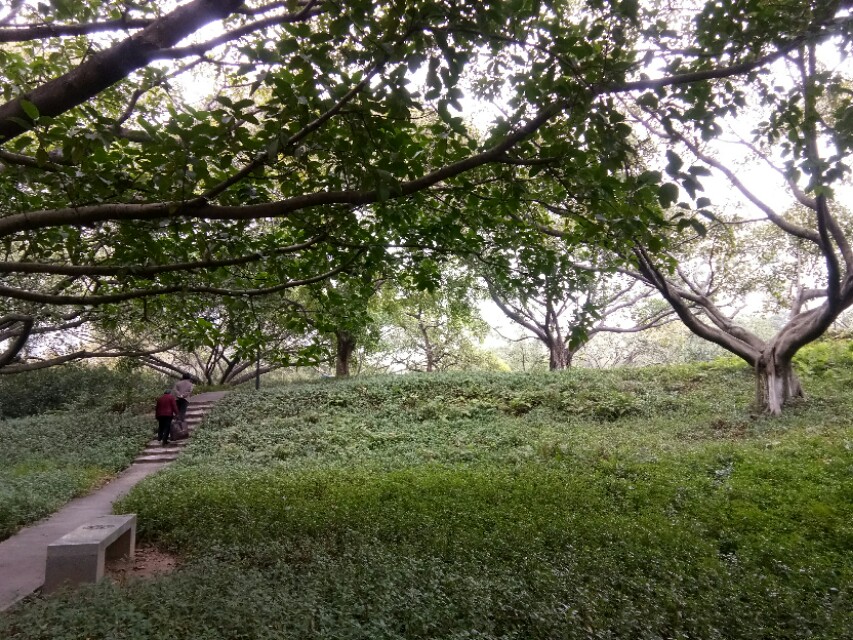 深圳宝安区灵芝公园航拍,宝安灵芝公园