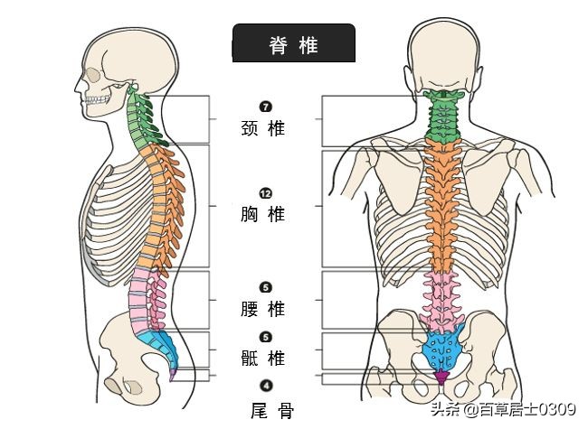 长期驼背导致脊椎凸起怎么办,年纪轻轻就驼背怎么矫正