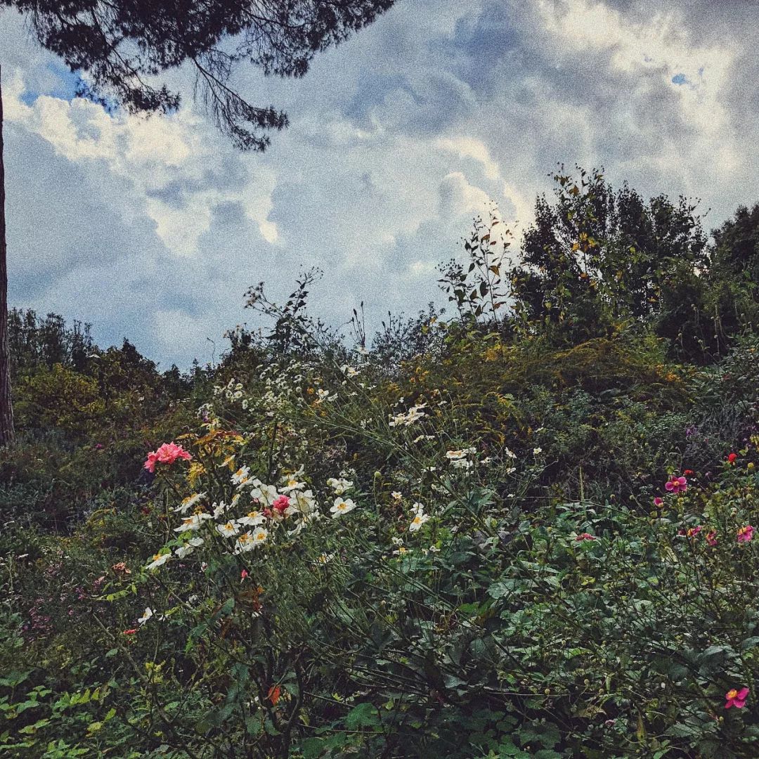 什么花最受女孩欢迎,女孩子中比较受欢迎的花