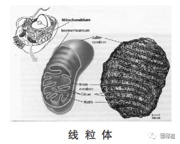 2019诺贝尔生理/医学奖：优化细胞氧气关系，打开人类长寿之门