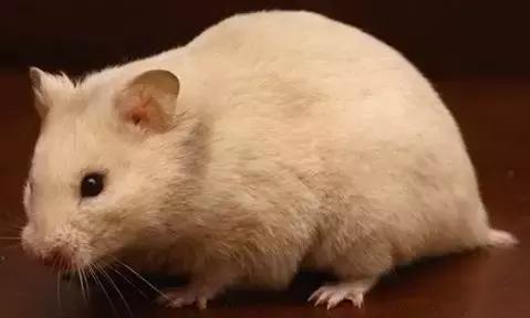 仓鼠种类短毛,仓鼠科普常见仓鼠种类