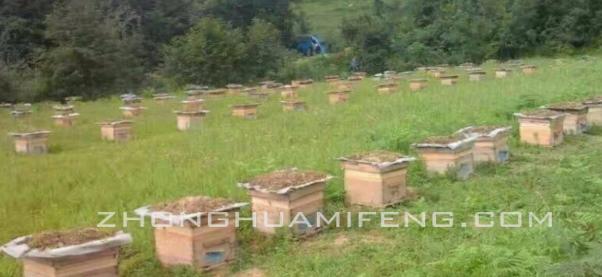 双王中蜂强群,新收的两群中蜂合群最佳方法