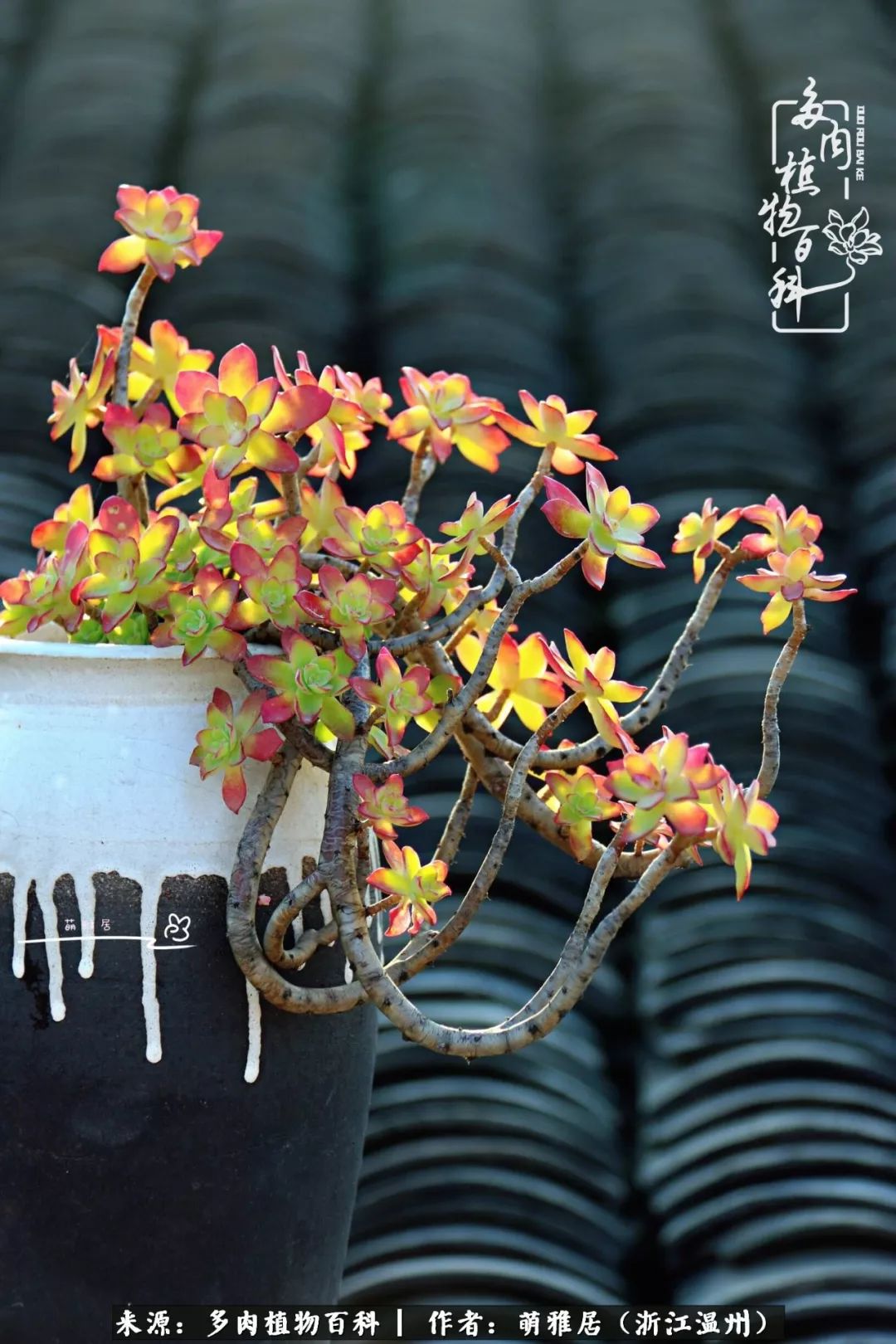 多肉最美的季节已来到,多肉最美的季节来临