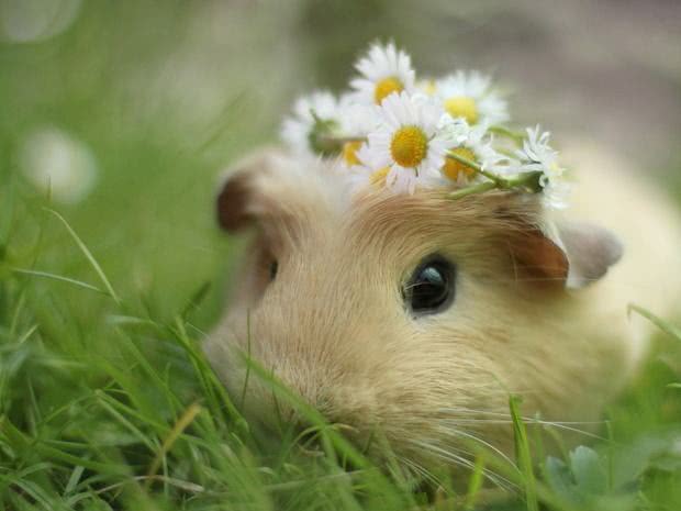 弱体质的仓鼠和正常鼠有什么区别,鼠类为什么仓鼠可以当宠物