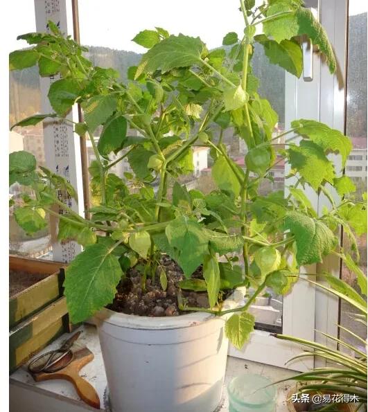 盆栽枯萎什么原因,家里的盆栽总是蔫