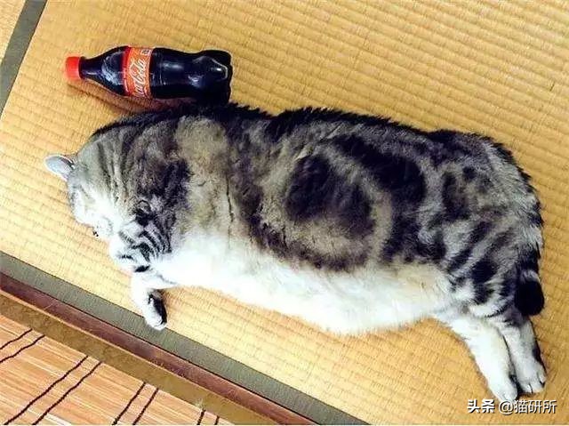 猫咪中暑急救,猫防中暑最好的方法