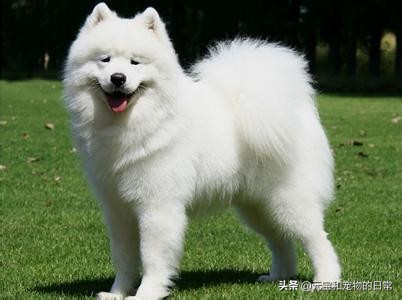 你家萨摩耶微笑吗,萨摩耶犬如何判断纯不纯