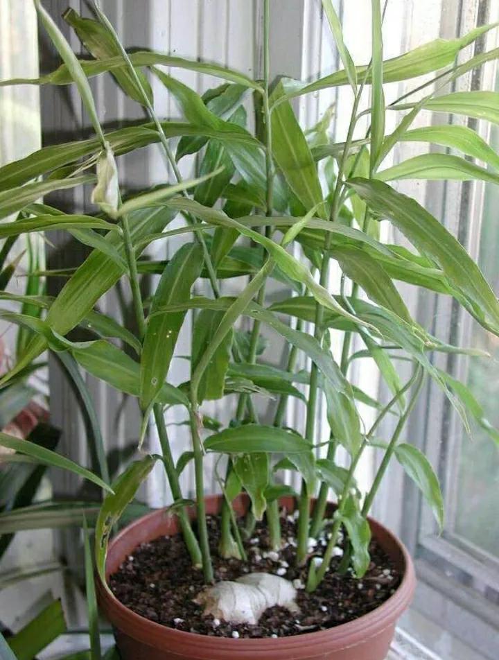 盆栽长出小姜芽需要大水吗,姜芽种在花盆里