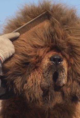 体毛多的优势是什么,体毛重的人可以刮吗